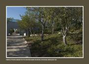 pitter - righteous among the nations